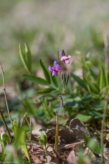 Photographie Plante