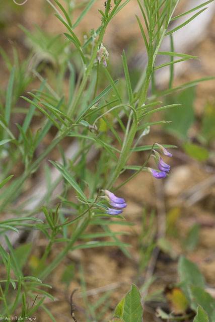 Photographie Plante