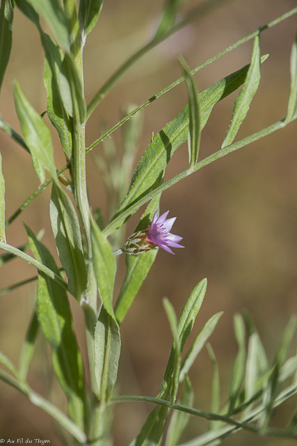 Photographie Plante