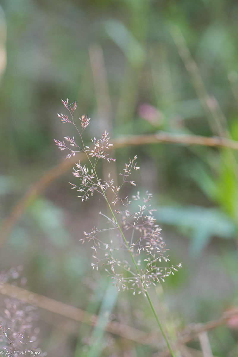 Photographie Plante