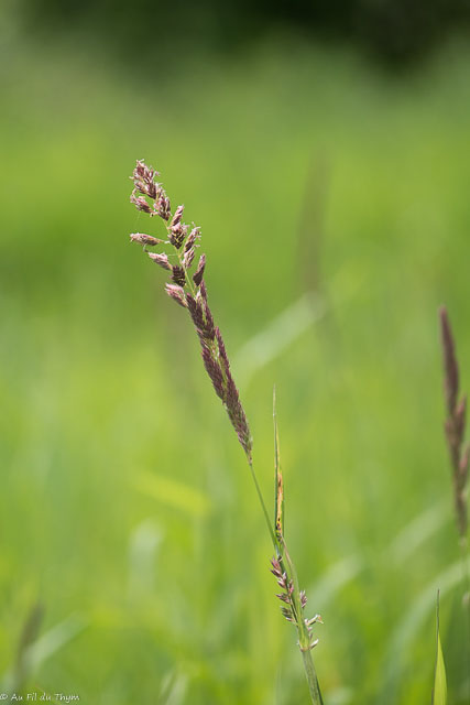 Photographie Plante
