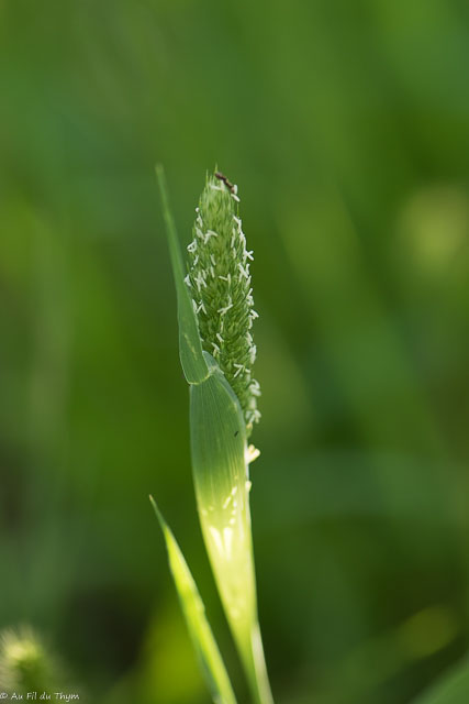 Photographie Plante