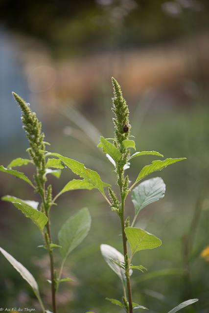 Photographie Plante