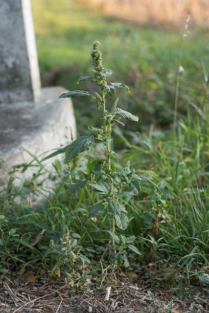 Photographie Plante