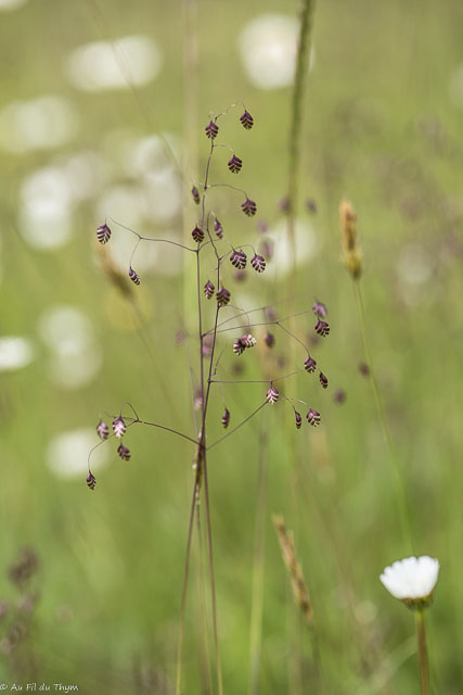 Photographie Plante