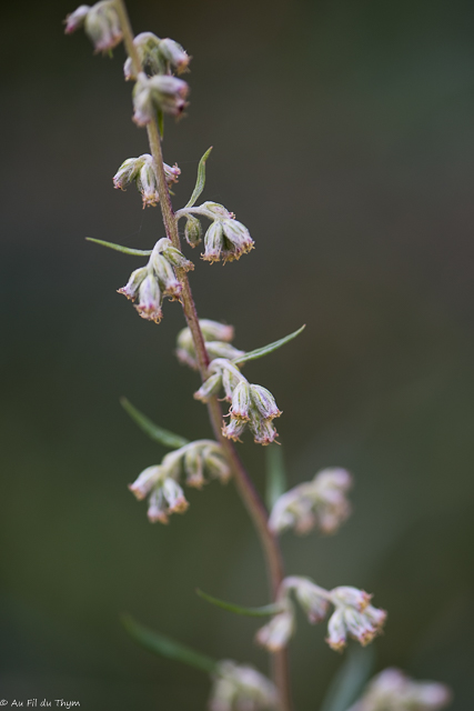 Photographie Plante