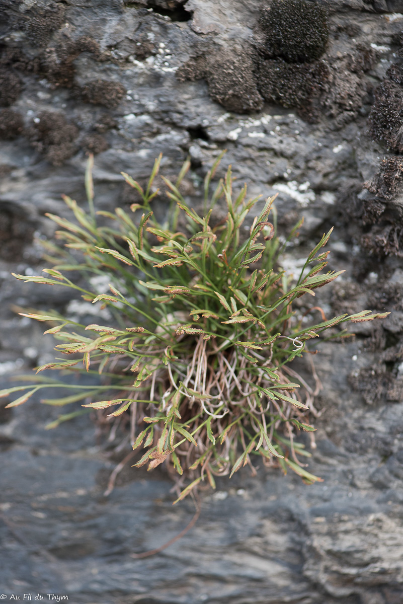Photographie Plante