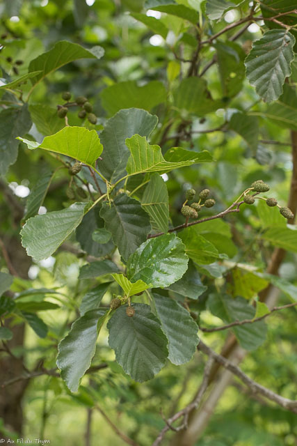 Photographie Plante