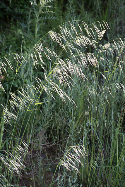 Photographie Plante