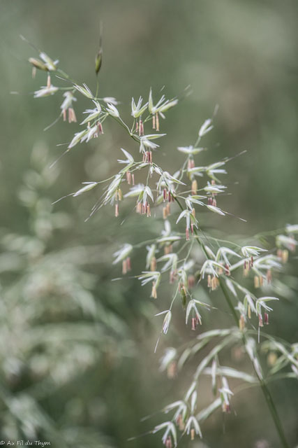 Photographie Plante