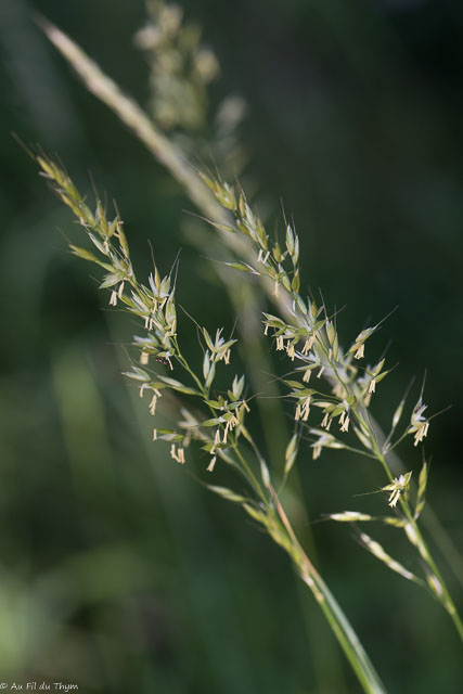 Photographie Plante