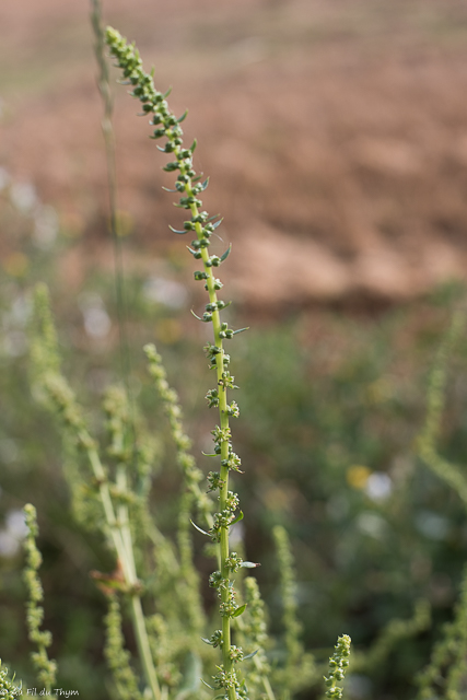Photographie Plante