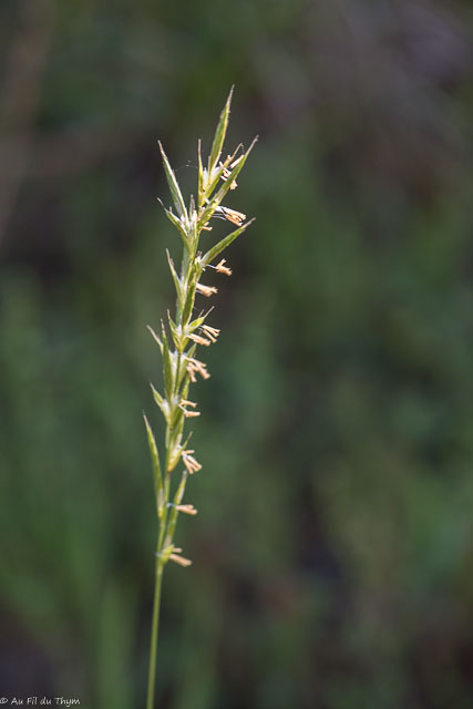Photographie Plante