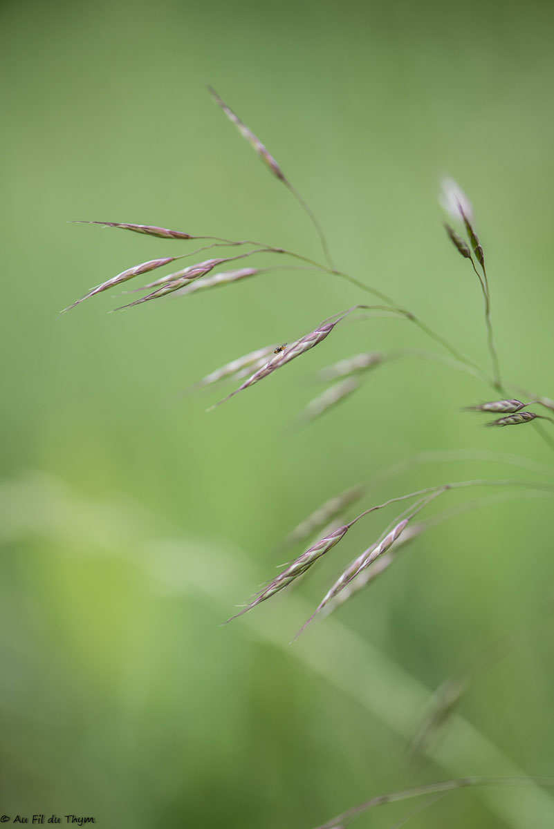 Photographie Plante