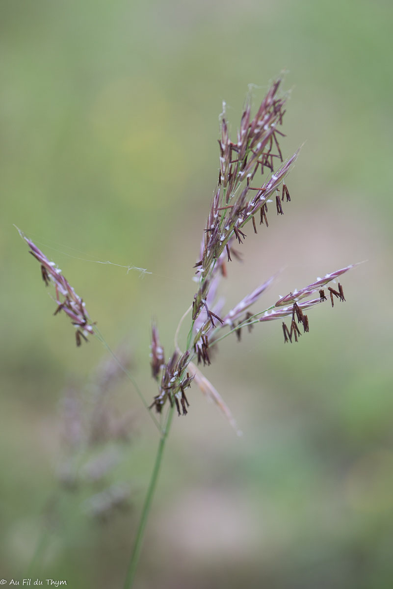 Photographie Plante