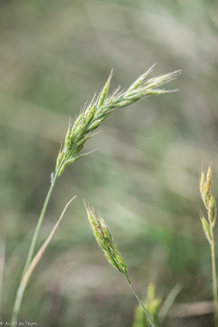 Photographie Plante