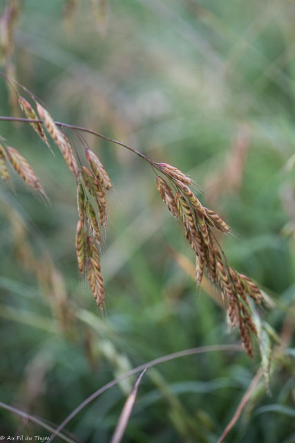 Photographie Plante