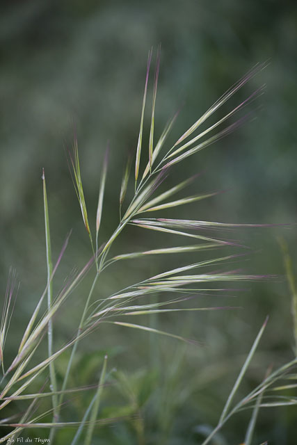 Photographie Plante