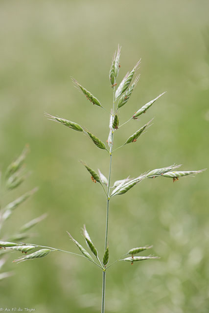 Photographie Plante