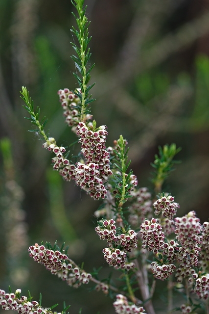 Photographie Plante