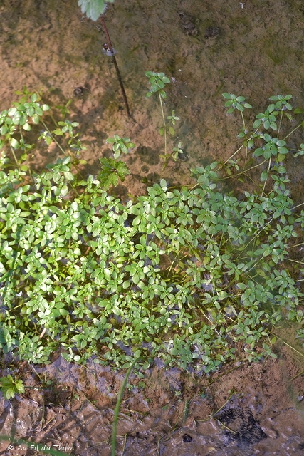 Photographie Plante