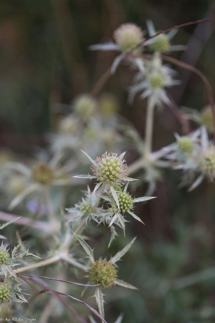 Photographie Plante