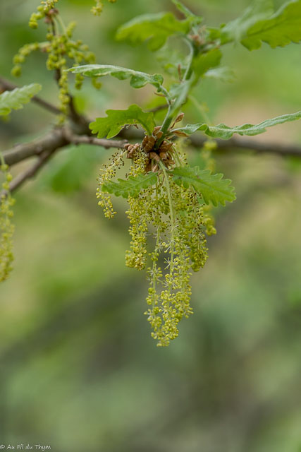 Photographie Plante