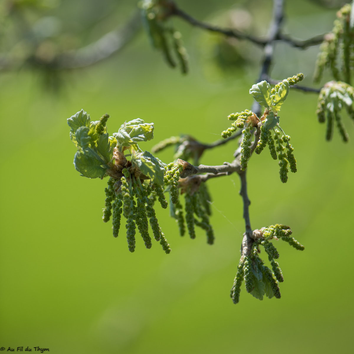 Photographie Plante