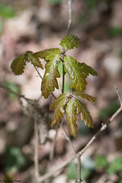 Photographie Plante
