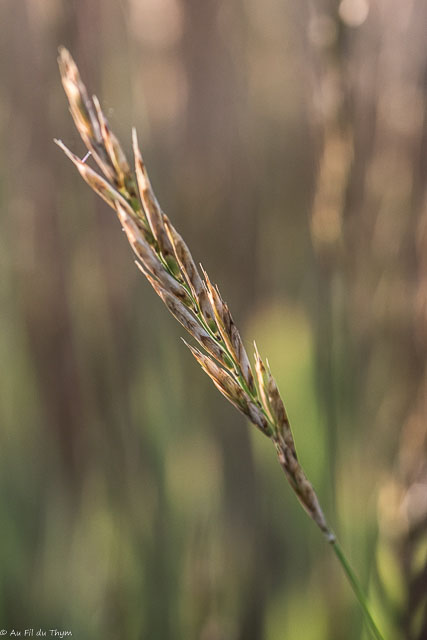 Photographie Plante
