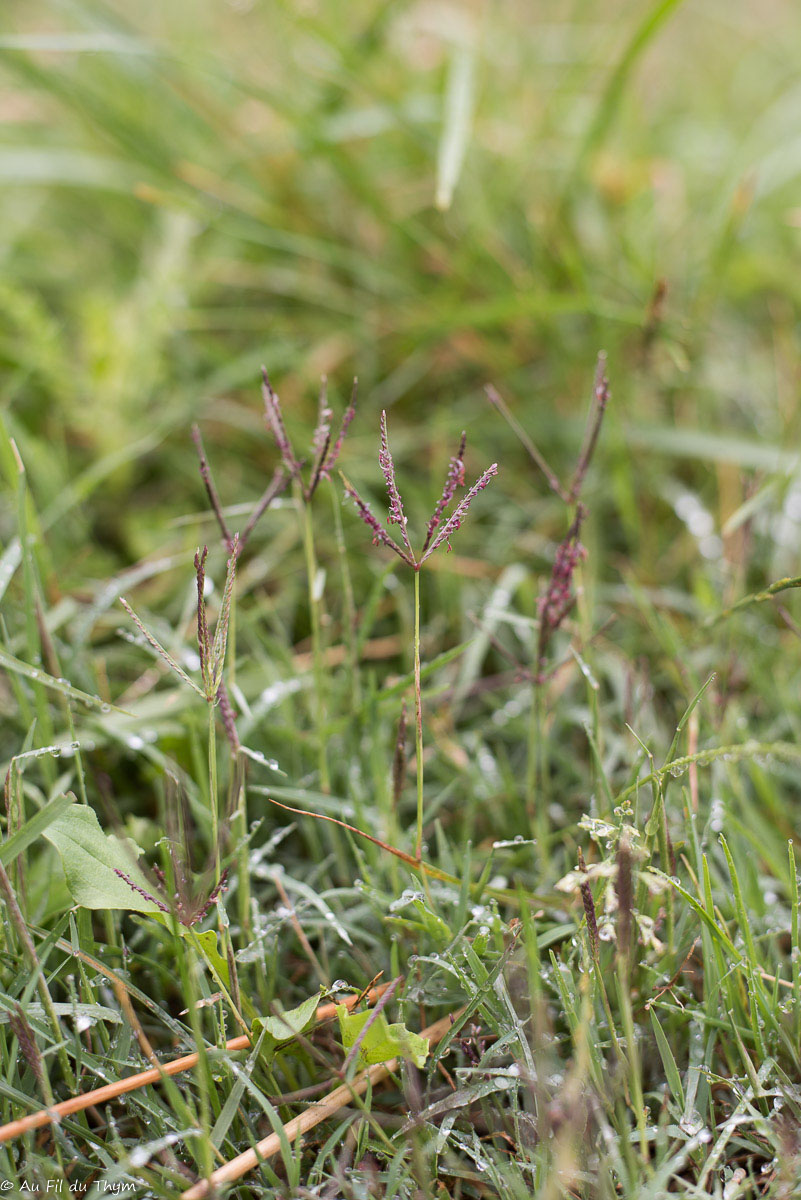 Photographie Plante