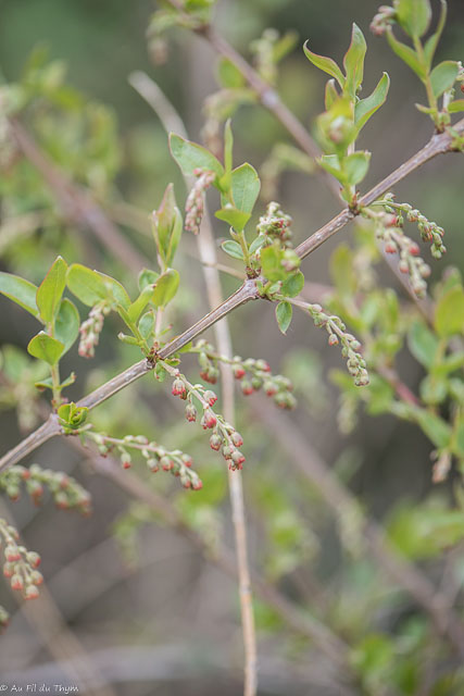 Photographie Plante