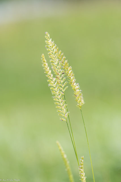 Photographie Plante