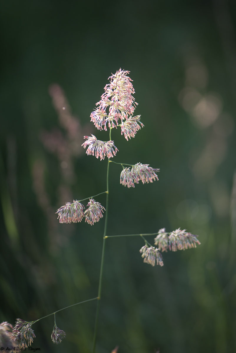 Photographie Plante