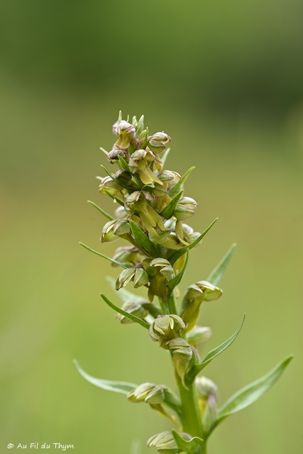 Photographie Plante