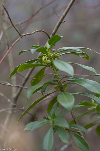 Photographie Plante
