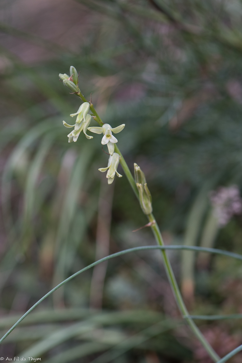 Photographie Plante