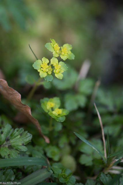Photographie Plante