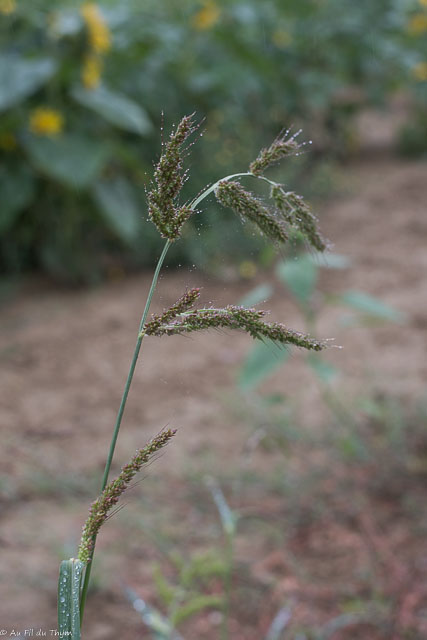 Photographie Plante