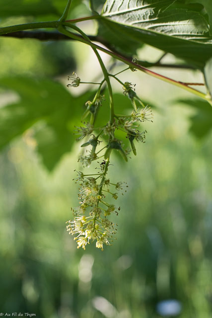 Photographie Plante
