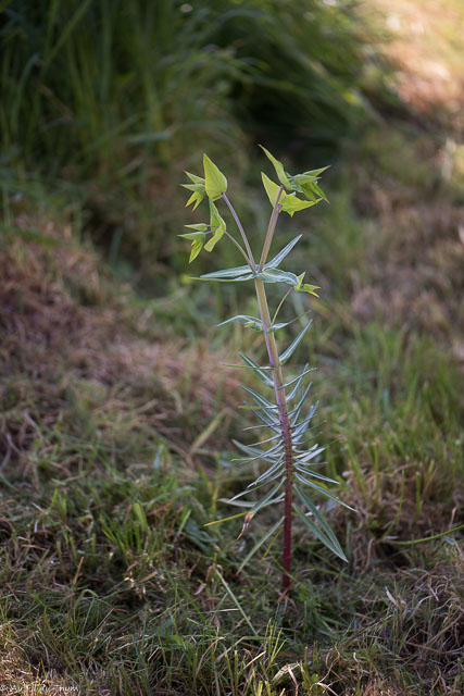 Photographie Plante