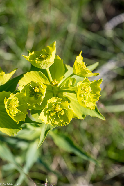 Photographie Plante