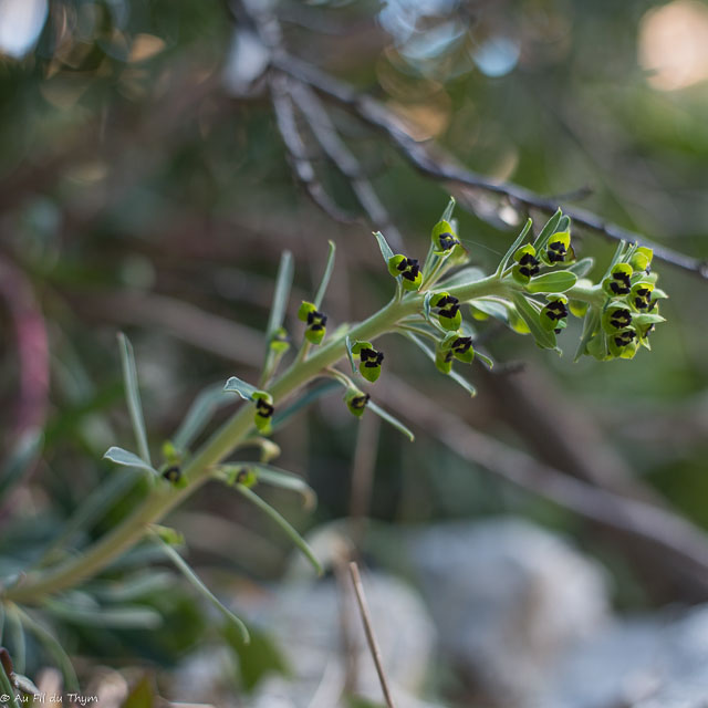 Photographie Plante