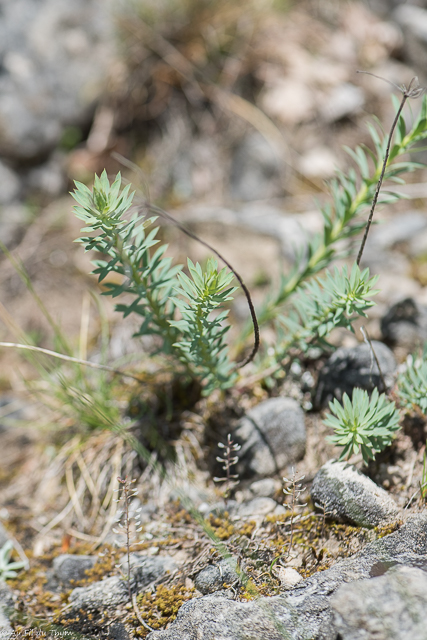 Photographie Plante