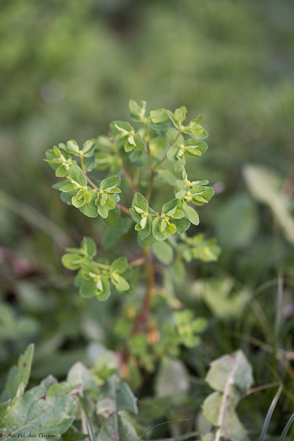Photographie Plante