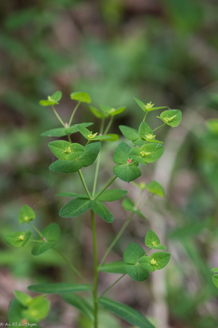 Photographie Plante