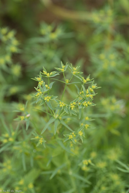 Photographie Plante