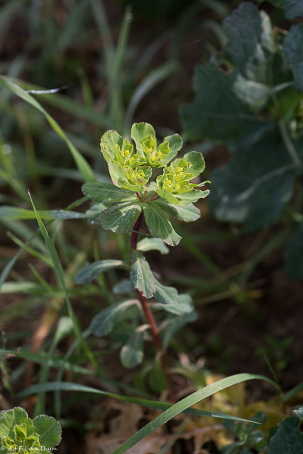 Photographie Plante