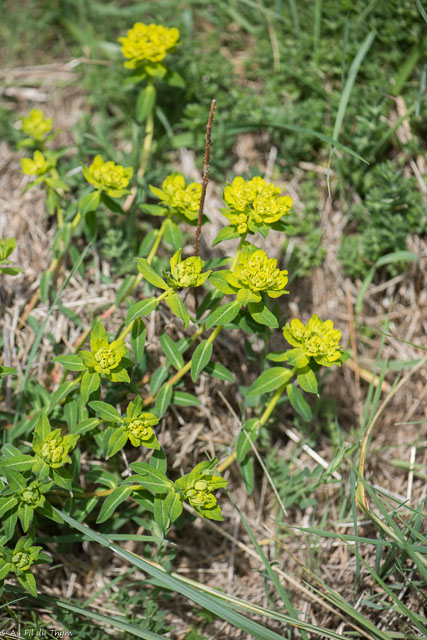 Photographie Plante