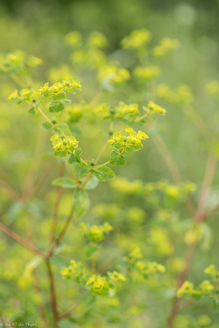 Photographie Plante